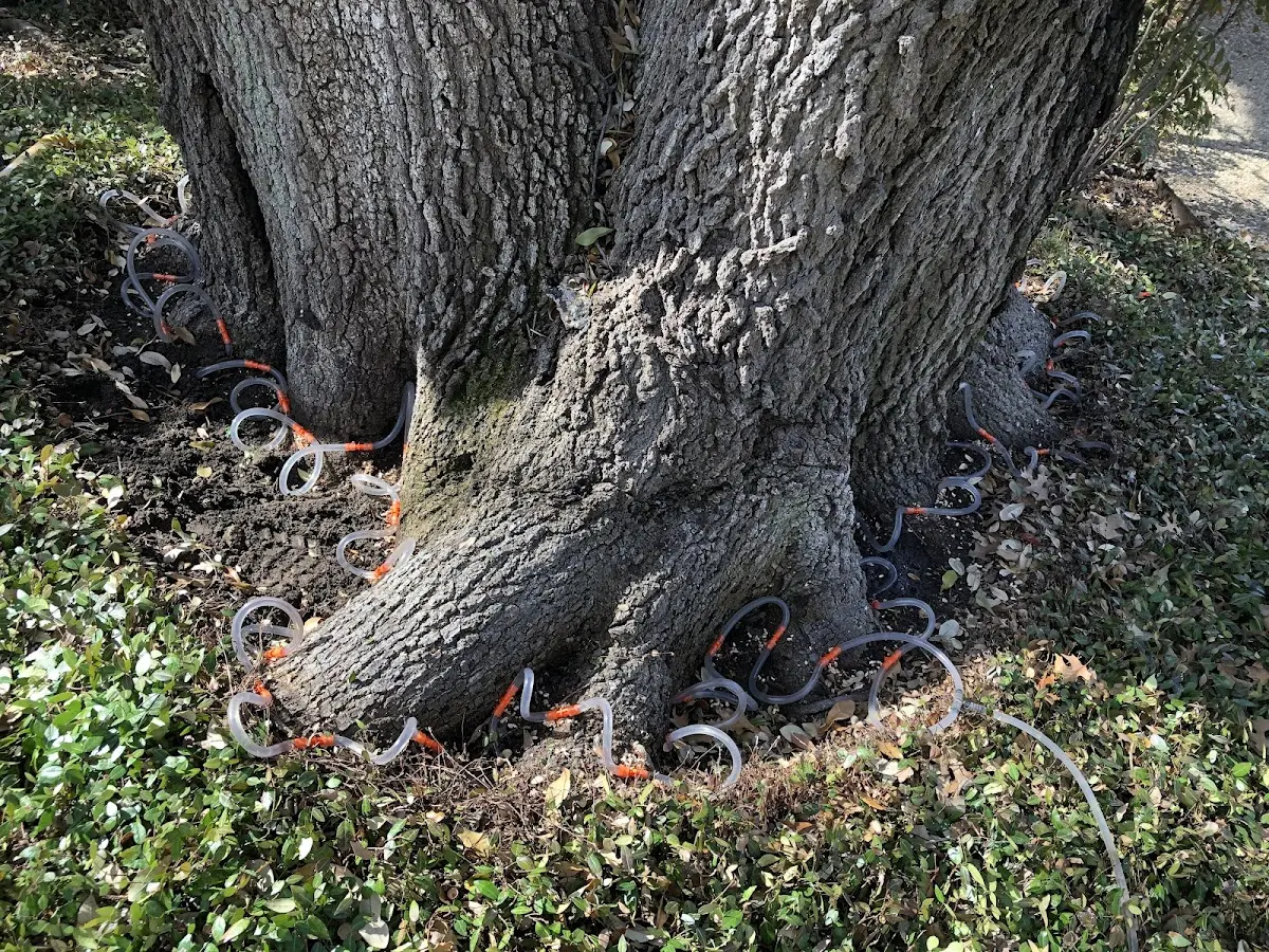 Detailed Tree Cabling and Bracing job site in North Lakewood