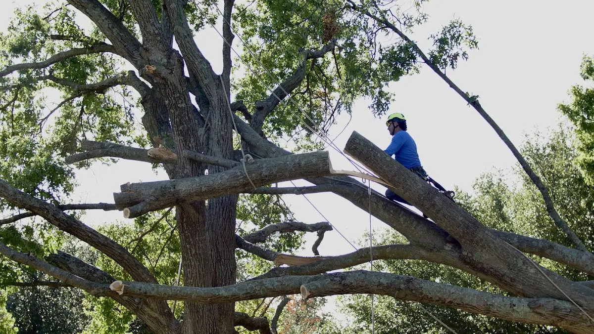 Professional Hazardous Tree Removal performed by certified arborists in North Lakewood