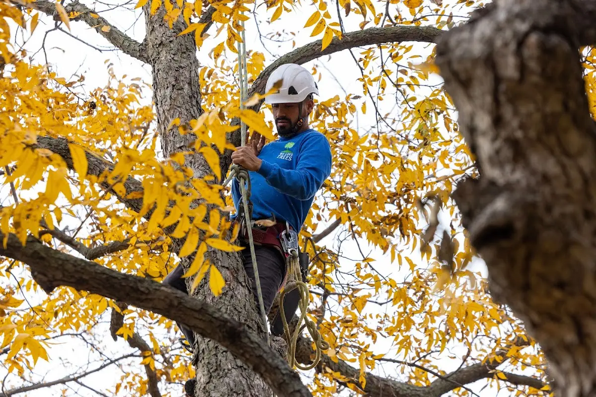 Skilled Tree Pruning crew working in North Lakewood